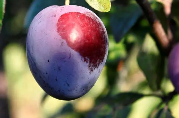 Plum Eurasia