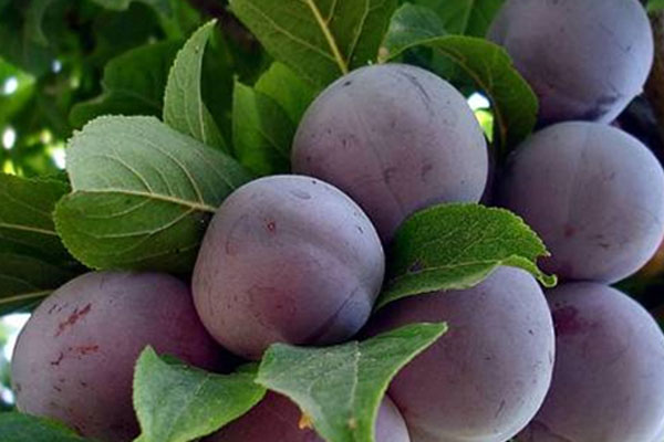 Plum Eurasia