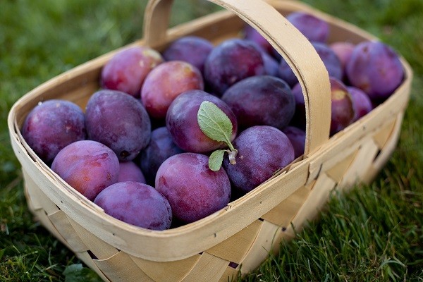 Plum Eurasia