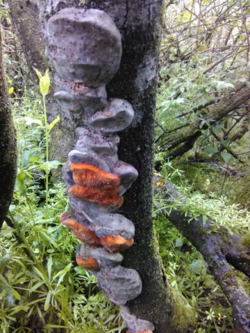 Plum false tinder fungus (Phellinus tuberculate): photo and description