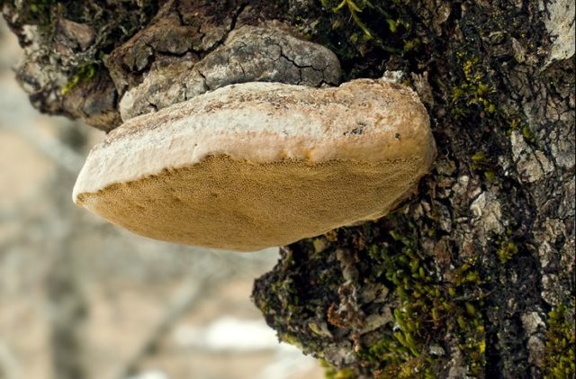 Plum false tinder fungus (Phellinus tuberculate): photo and description