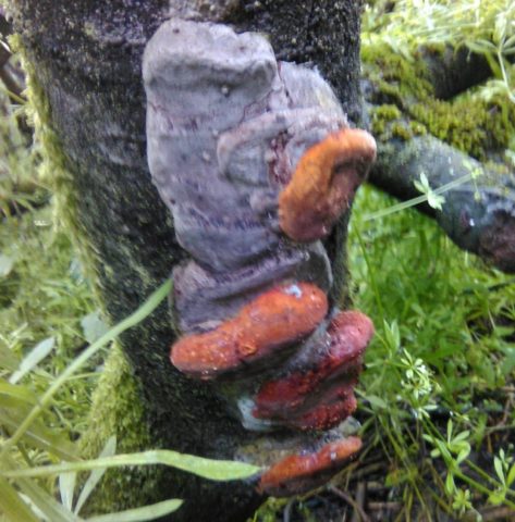 Plum false tinder fungus (Phellinus tuberculate): photo and description