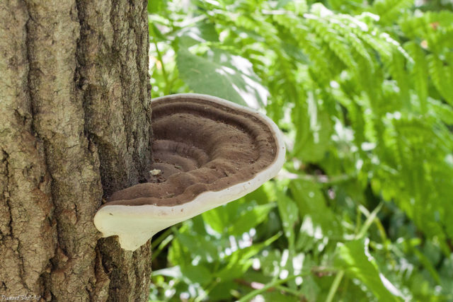 Plum false tinder fungus (Phellinus tuberculate): photo and description