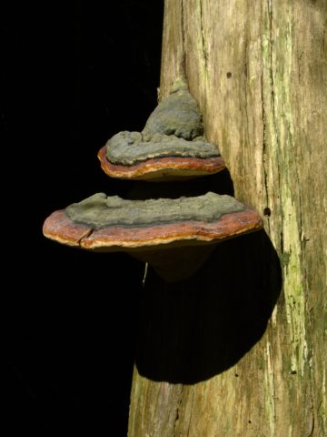 Plum false tinder fungus (Phellinus tuberculate): photo and description