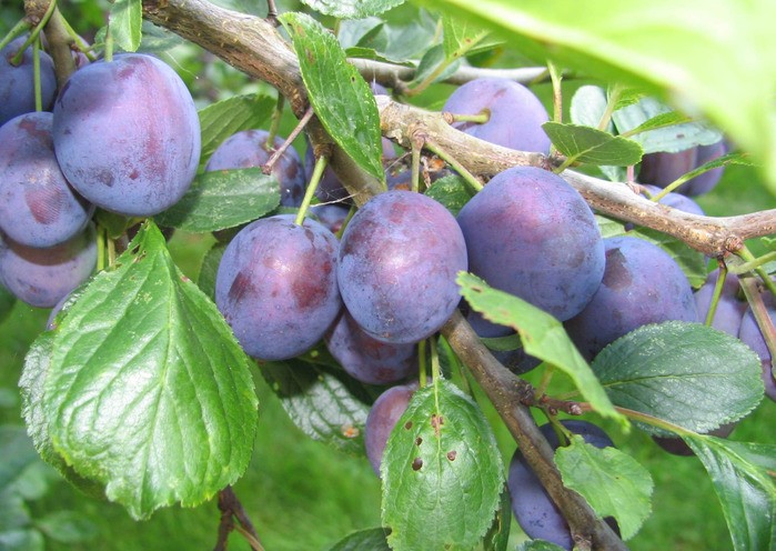 Plum from the stone at home: how to grow