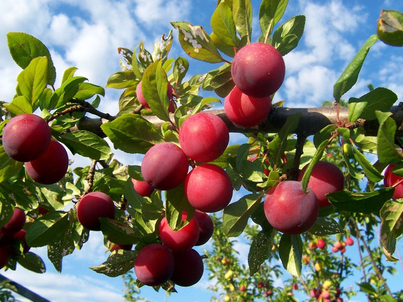 Plum from the stone at home: how to grow