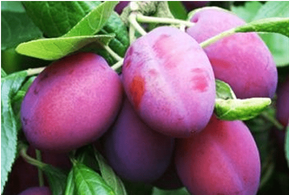 Plum Gigantic