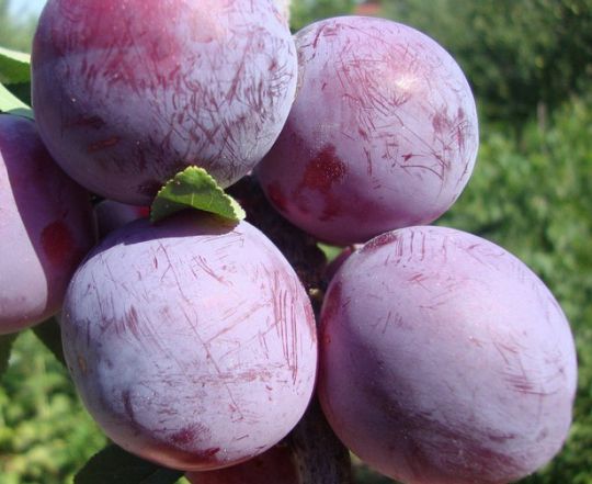 Plum Gigantic