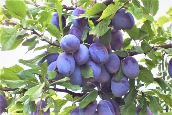 Plum Hope