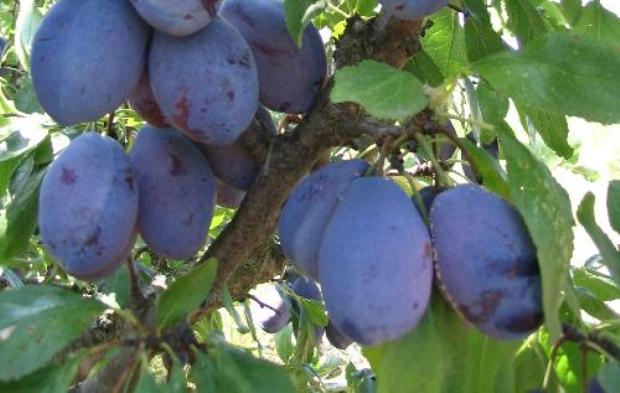 Plum Hungarian: variety description with photo and video