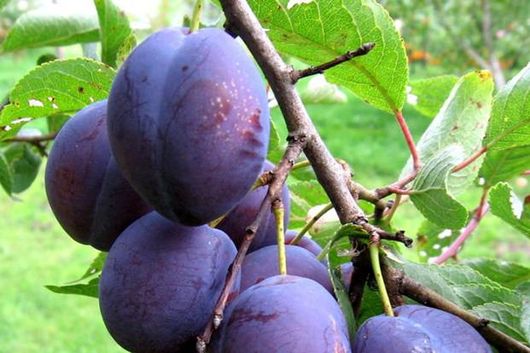 Plum Hungarian: variety description with photo and video