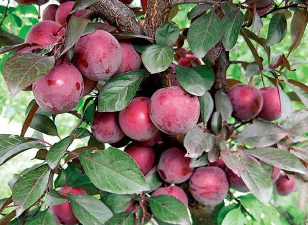 Plum Hungarian: variety description with photo and video