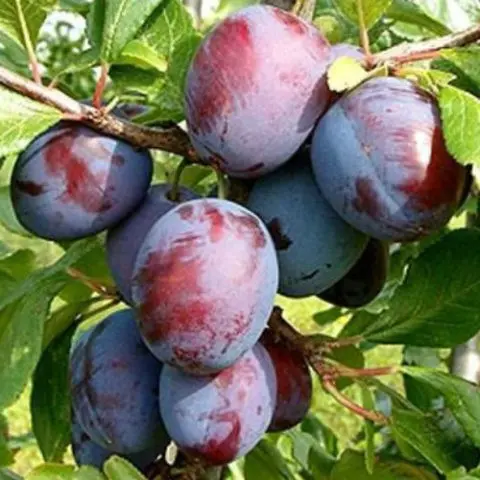 Plum Kabardian early