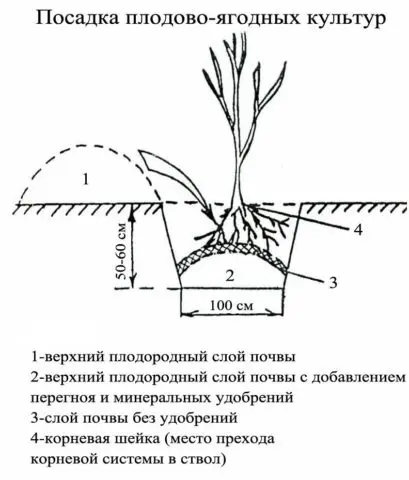 Plum Kabardian early