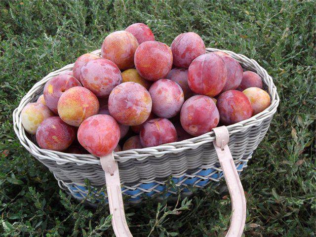 Plum Kuban Comet: variety description, photos, reviews