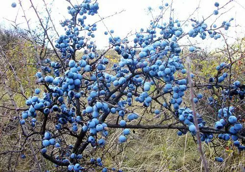 Plum liqueur at home