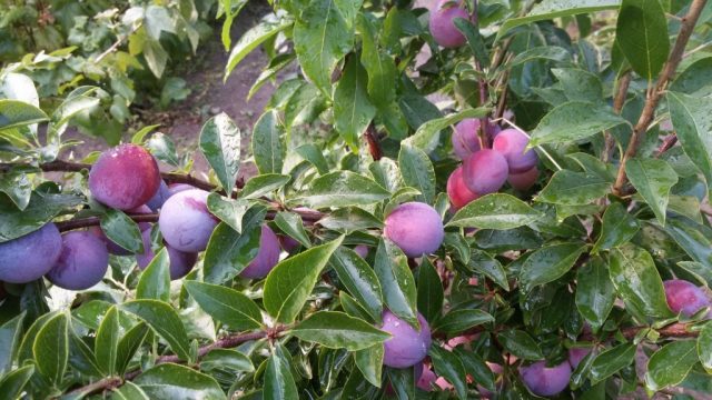 Plum Manchurian beauty