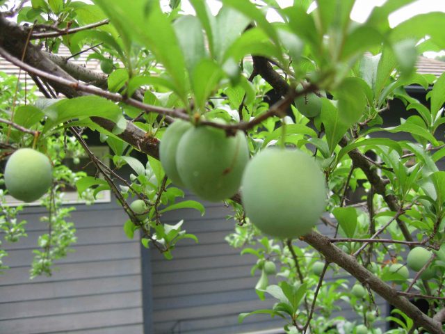 Plum Manchurian beauty