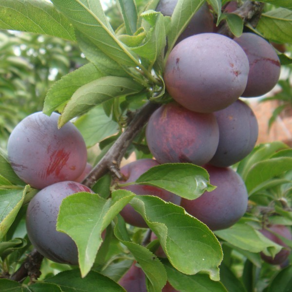 Plum Manchurian beauty