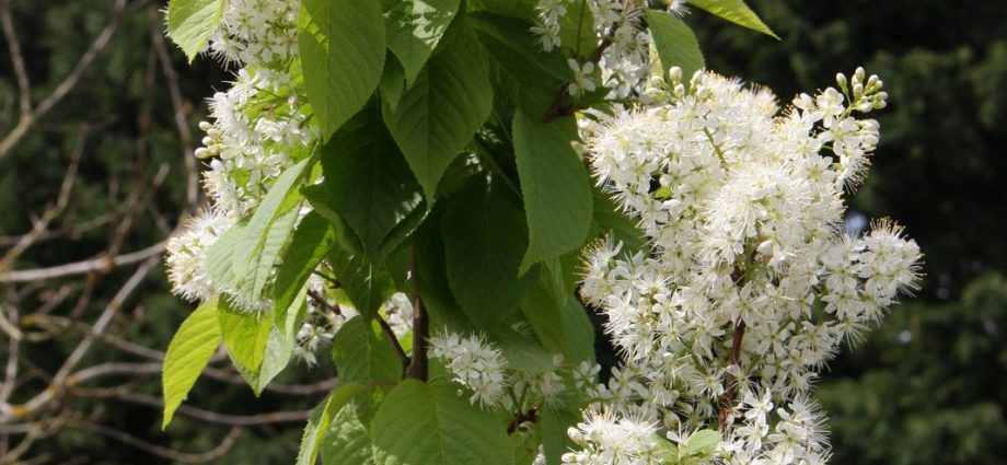 Plum Manchurian beauty