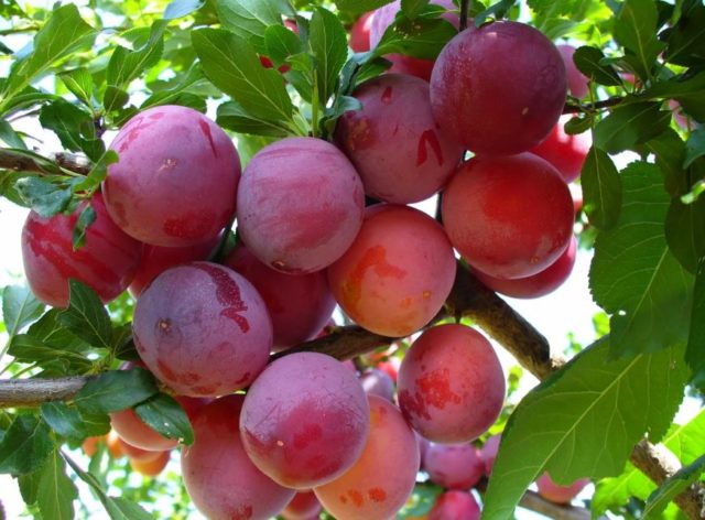 Plum Nectarine fragrant: description of the hybrid variety, photo of cherry plum