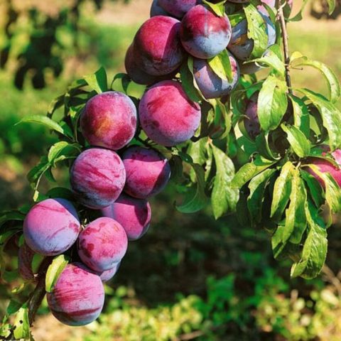 Plum Nectarine fragrant: description of the hybrid variety, photo of cherry plum