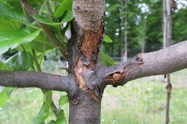 Plum Nectarine fragrant: description of the hybrid variety, photo of cherry plum