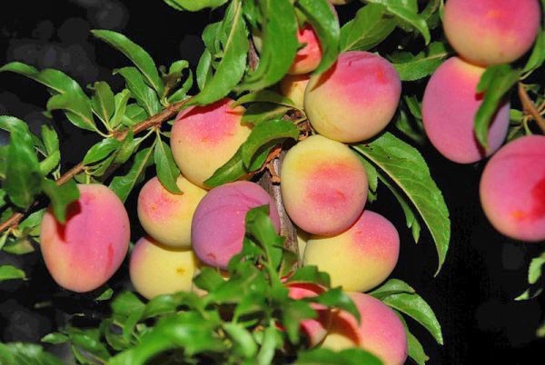 Plum Peach Michurina: variety description, photos, reviews