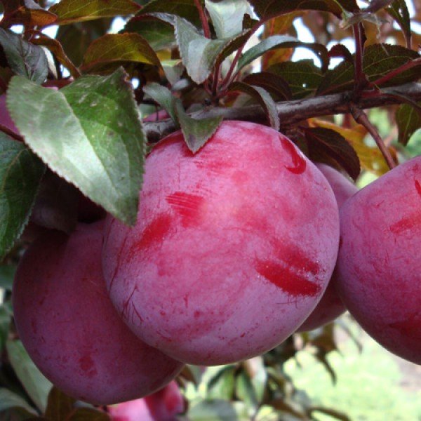 Plum Peach Michurina: variety description, photos, reviews