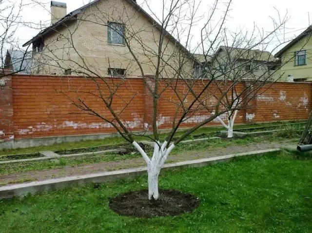 Plum planting in the Urals and Siberia