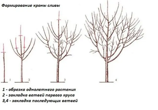 Plum planting in the Urals and Siberia