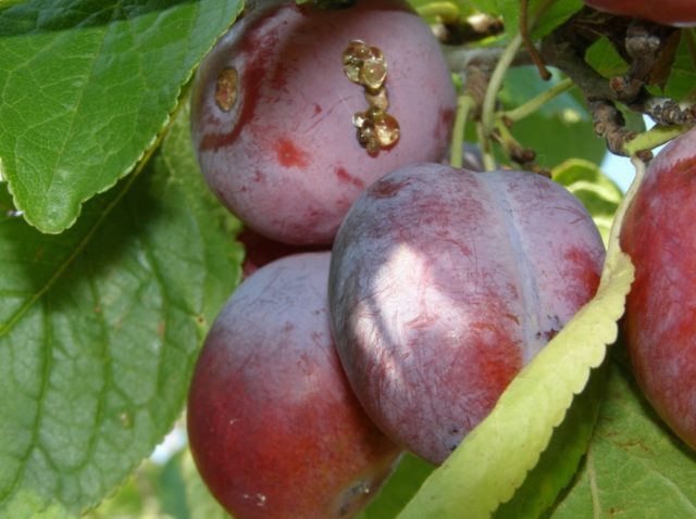 Plum planting in the Urals and Siberia