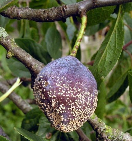 Plum planting in the Urals and Siberia