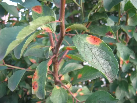 Plum planting in the Urals and Siberia