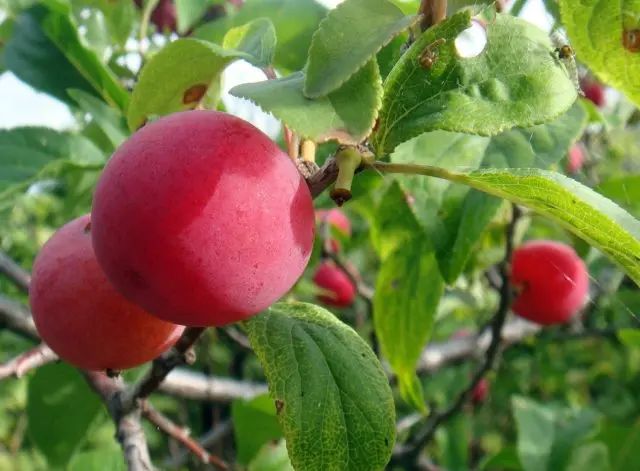 Plum planting in the Urals and Siberia