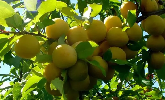 Plum planting in the Urals and Siberia