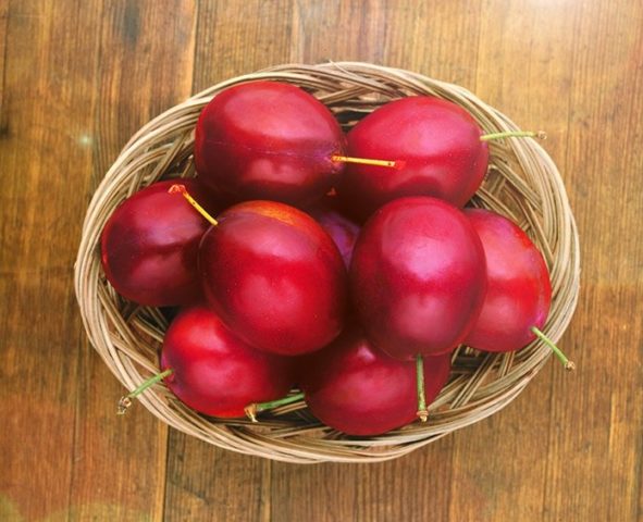 Plum planting in the Urals and Siberia