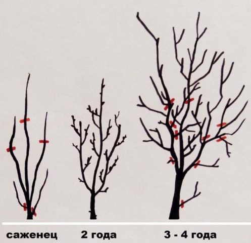 Plum planting in the Urals and Siberia