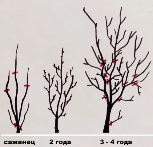 Plum planting in the Urals and Siberia