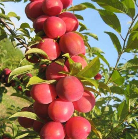 Plum planting in the Urals and Siberia