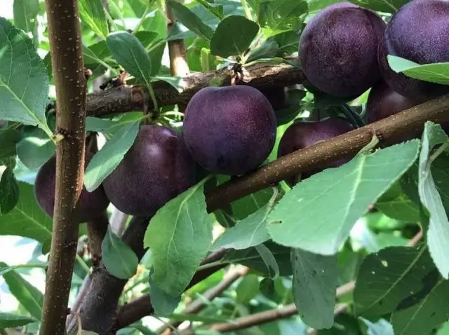 Plum planting in the Urals and Siberia