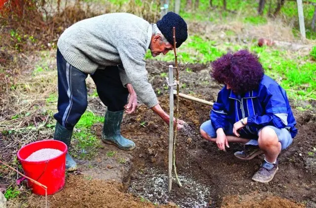 Plum planting in the Urals and Siberia