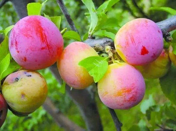 Plum planting in the Urals and Siberia