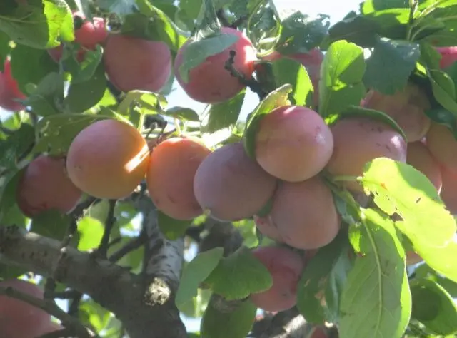 Plum planting in the Urals and Siberia