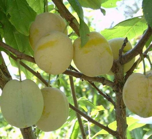 Plum planting in the Urals and Siberia