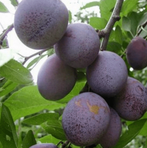 Plum planting in the Urals and Siberia