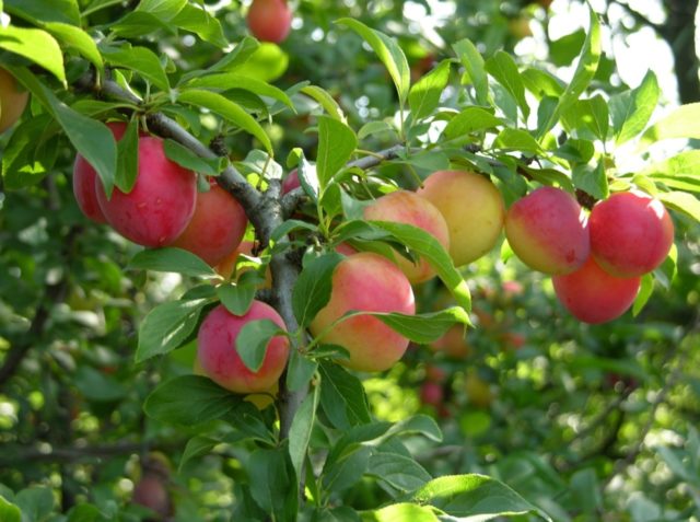 Plum planting in the Urals and Siberia