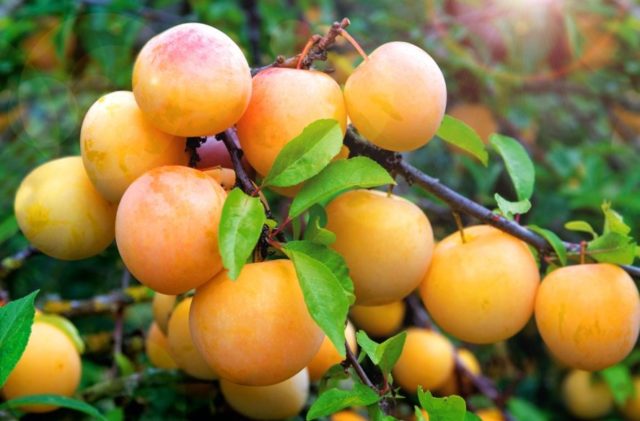 Plum planting in the Urals and Siberia