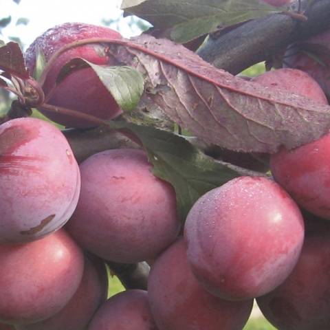 Plum (plum) Lama