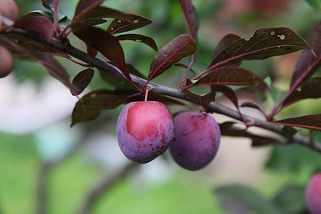 Plum (plum) Lama